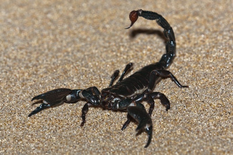 Клоп водяной Скорпион