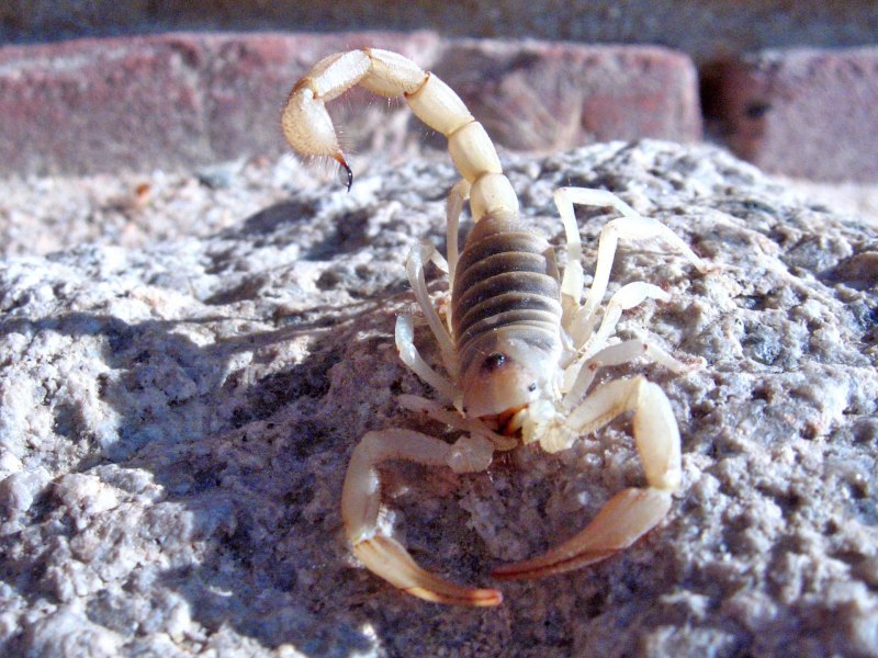 Водяной Скорпион NEPA cinerea
