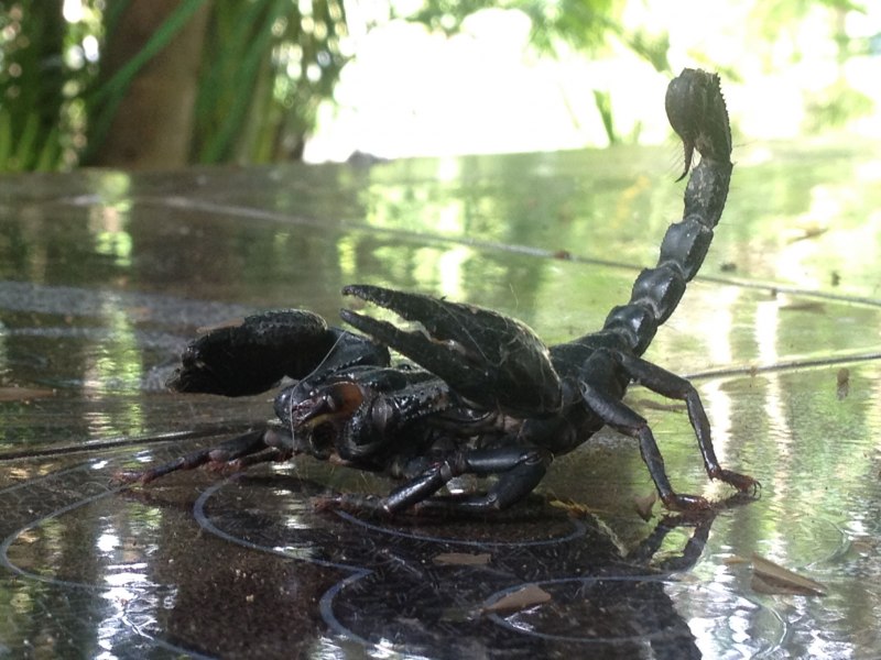 NEPA cinerea (обыкновенный водяной Скорпион)