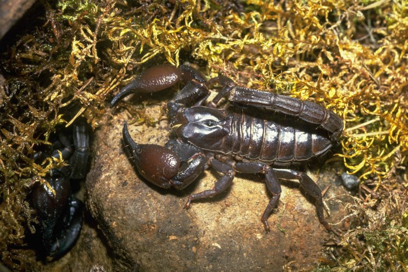 Скорпион Chactidae