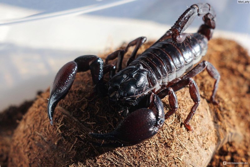Водяной Скорпион NEPA cinerea