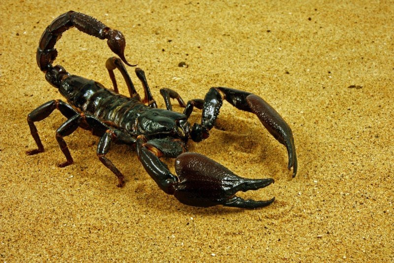 Индийский красный Скорпион