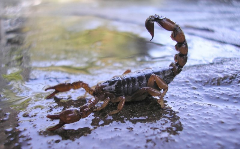 Водный Скорпион латынь