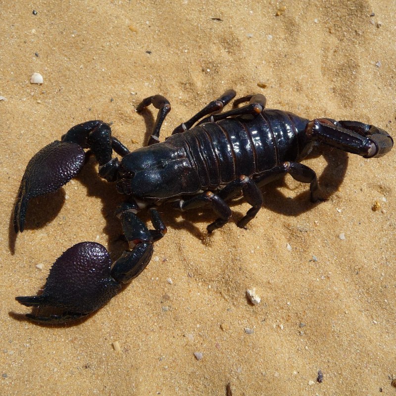 NEPA cinerea (обыкновенный водяной Скорпион)