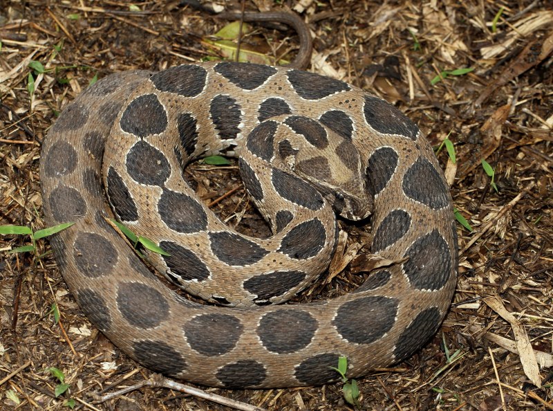 Daboia russelii