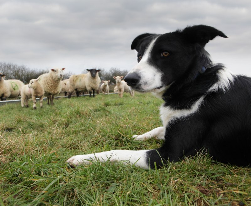 Danish-Swedish farmdog
