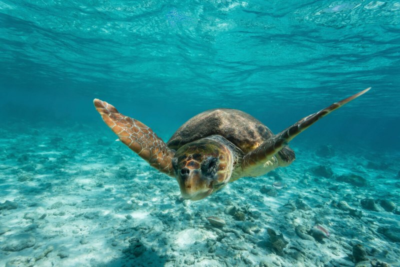 Caretta Caretta черепаха