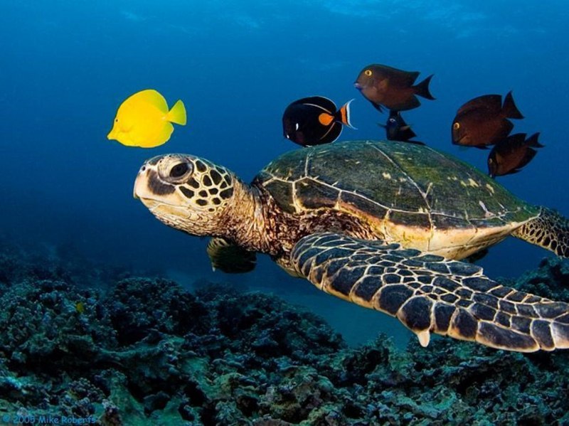 Loggerhead Turtle