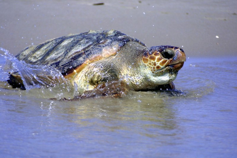 Loggerhead Turtle