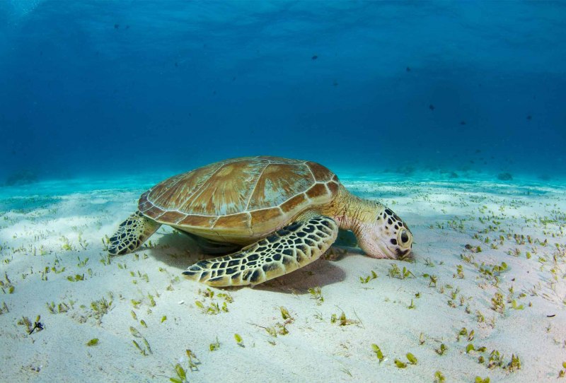 Головастая морская черепаха
