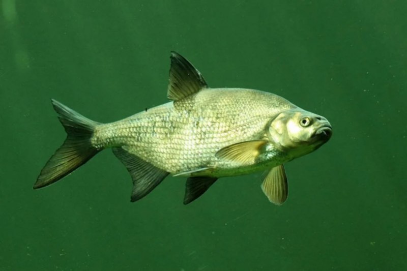 Лещ обыкновенный Abramis brama