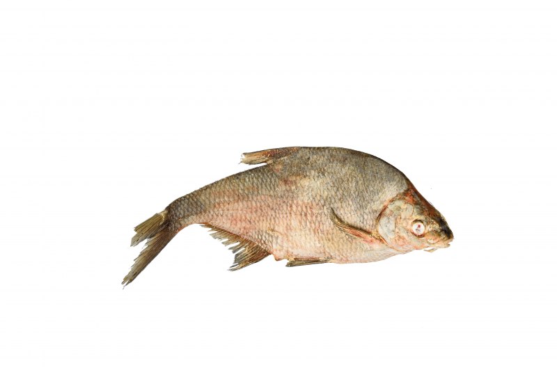 Черный морской лещ