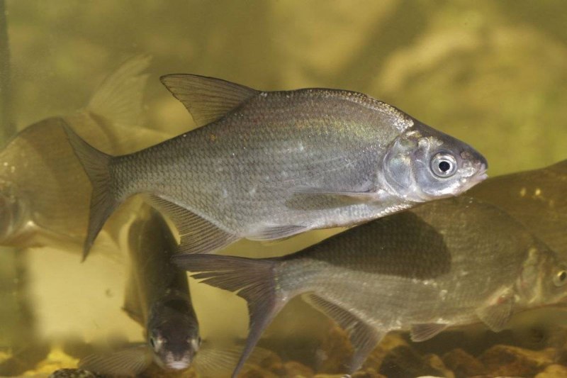 Лещ обыкновенный Abramis brama