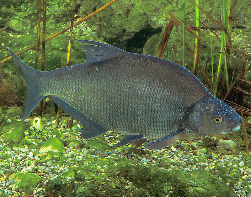 Лещ обыкновенный Abramis brama