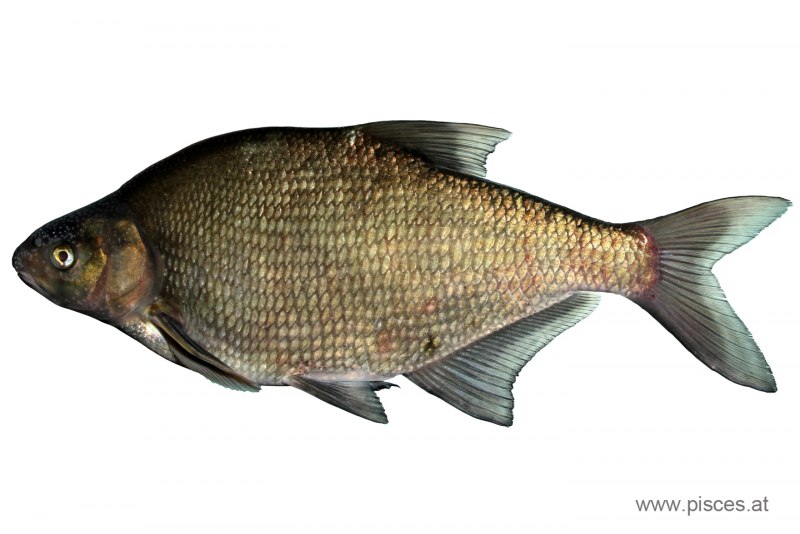 Лещ – Abramis brama