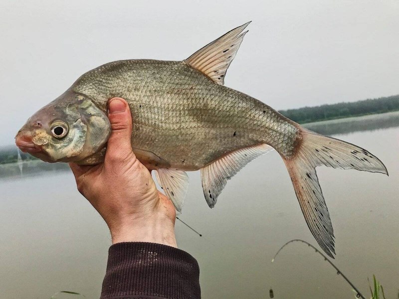 Лещ – Abramis brama