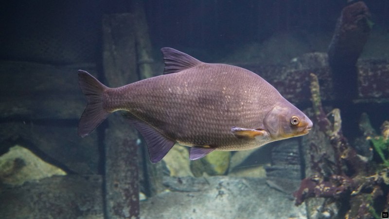 Лещ обыкновенный Abramis brama