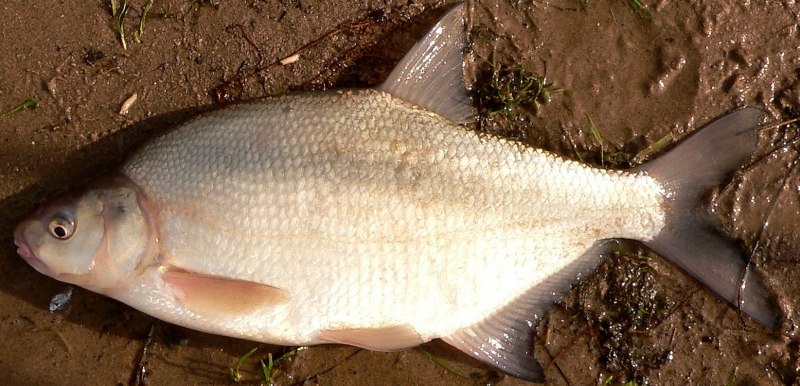 Рис. Лещ – Abramis brama