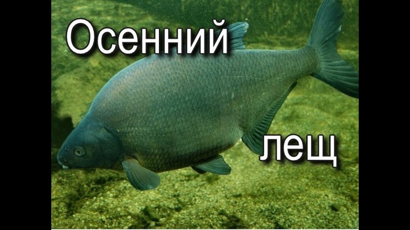 Лещ 2+ свежемороженый