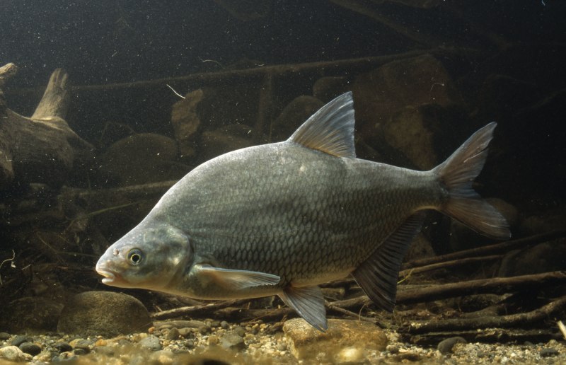 Лещ – Abramis brama