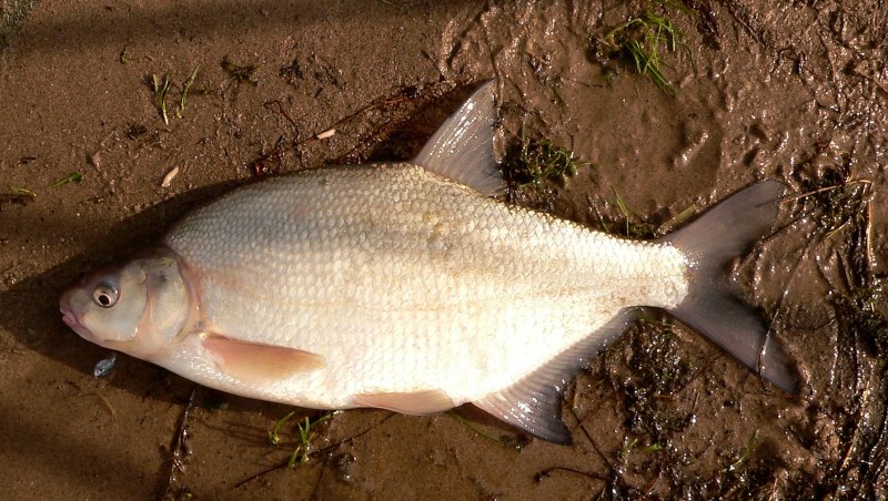 Лещ обыкновенный Abramis brama
