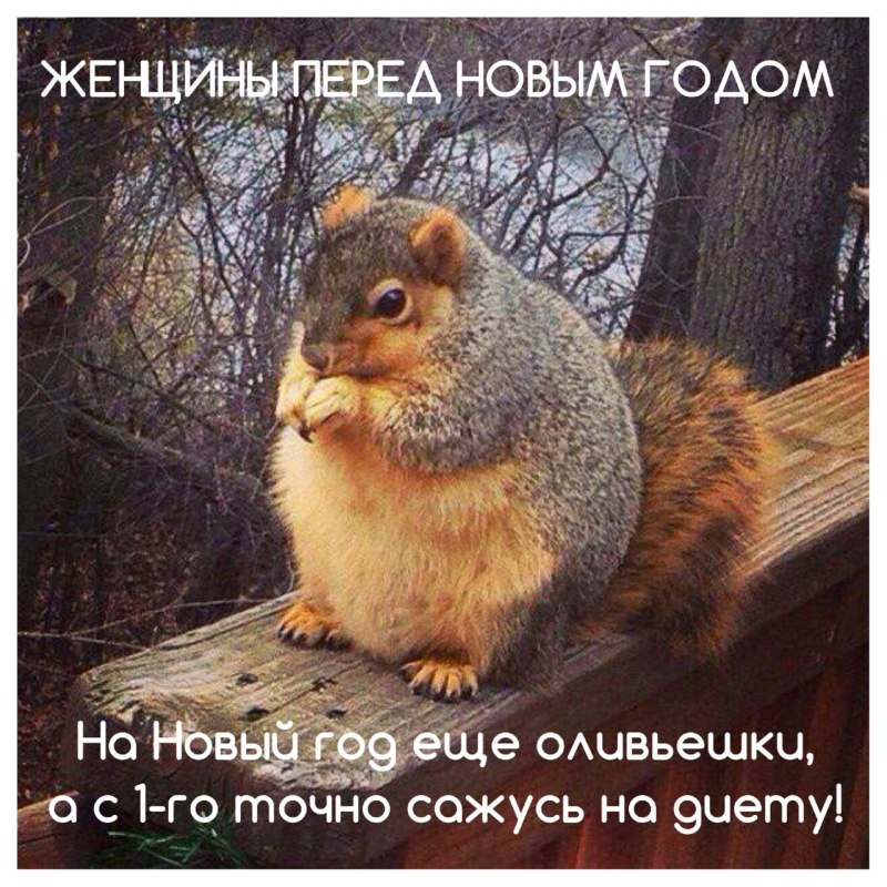 Беременная Белочка