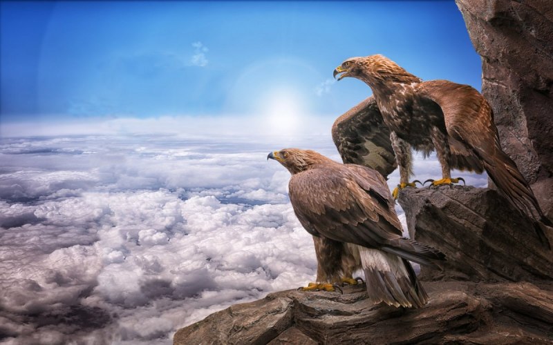 Лилия bald Eagle