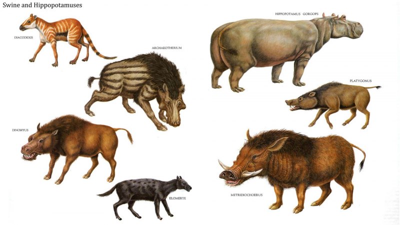 Энтелодон (Entelodon