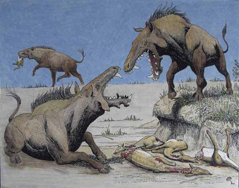 Энтелодон (Entelodon
