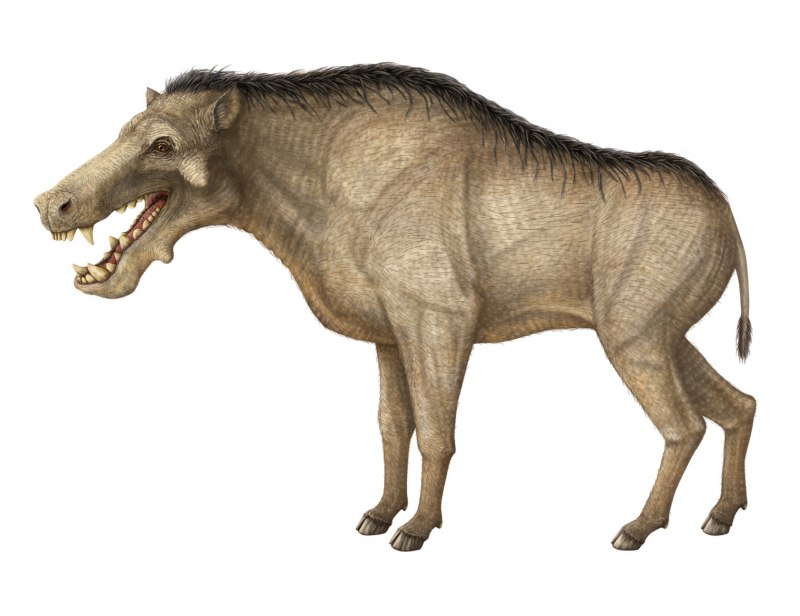 Энтелодон (Entelodon
