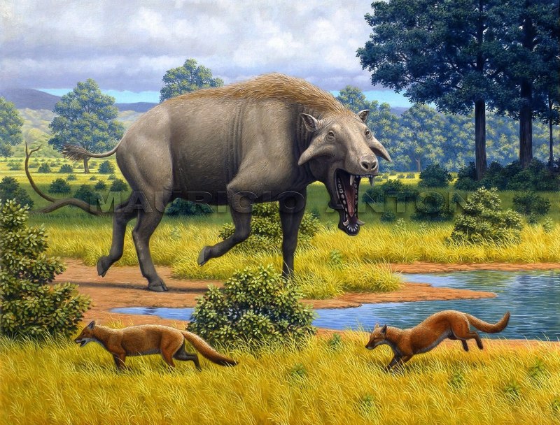 Daeodon shoshonensis