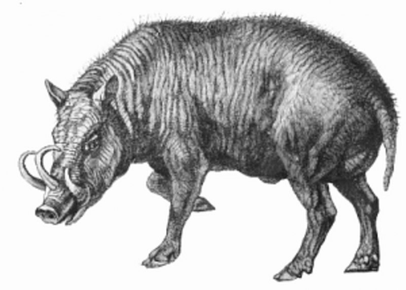 Энтелодон (Entelodon