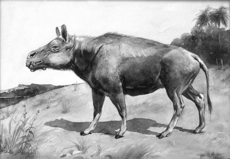 Энтелодон (Entelodon