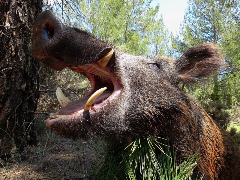 Кабан (sus scrofa)
