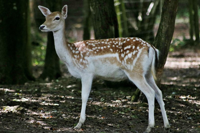 Лань Даниэль