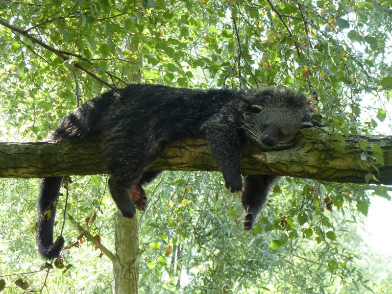 Bearcat Binturong