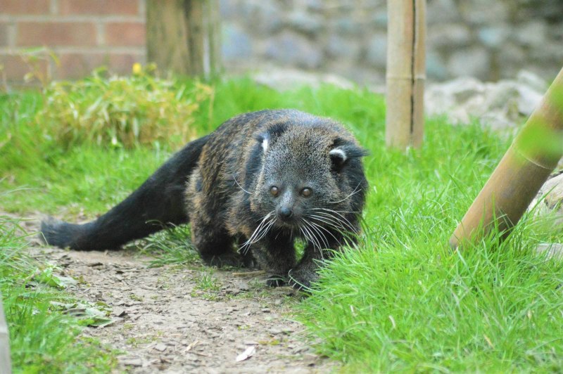 Grey Binturong
