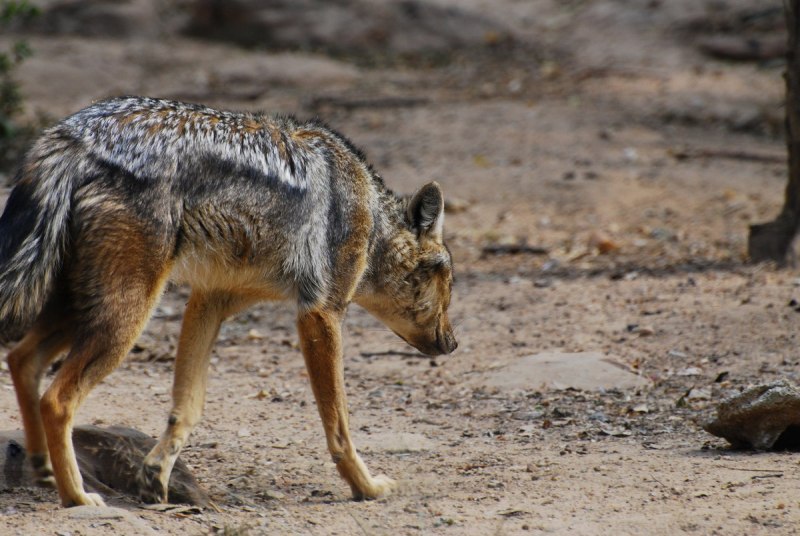 Обыкновенный Шакал (canis aureus)