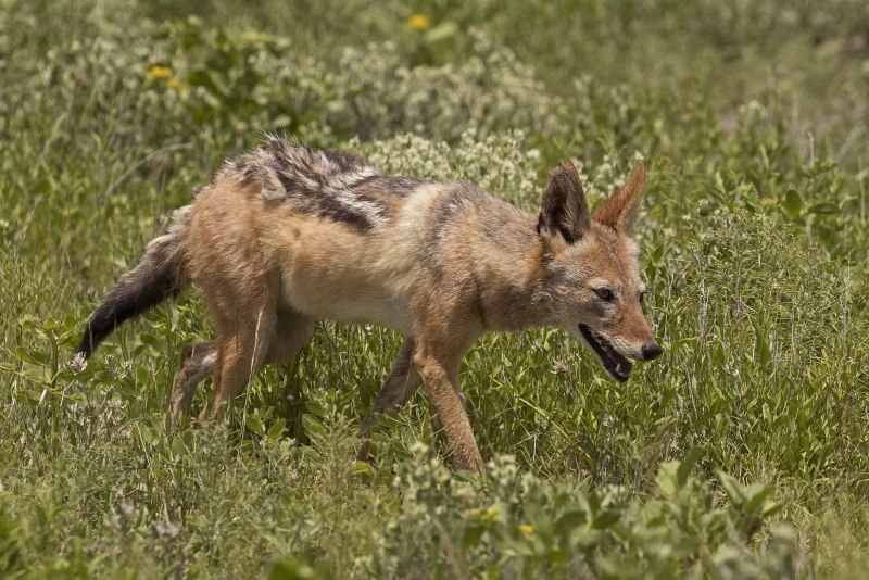 Шакал (canis aureus)