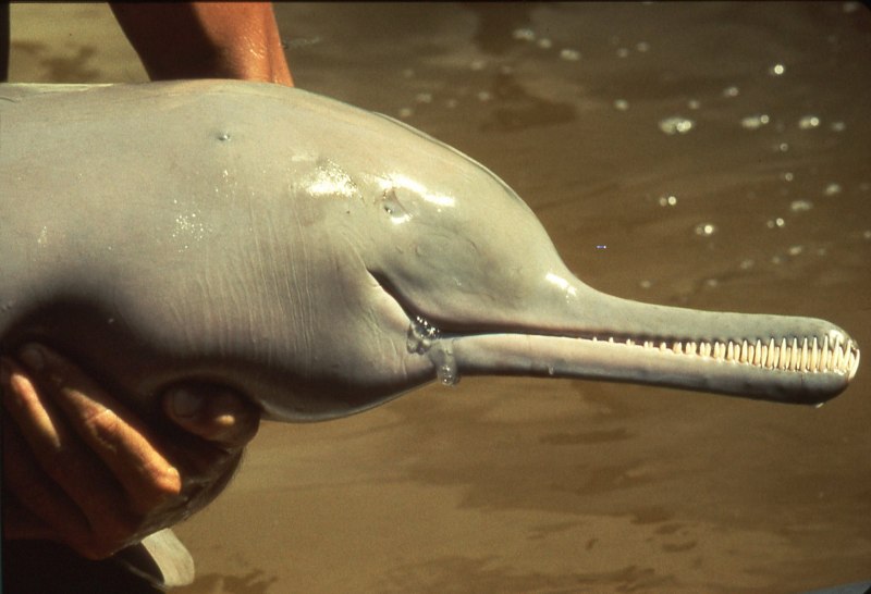 Индийский дельфин (66 фото)