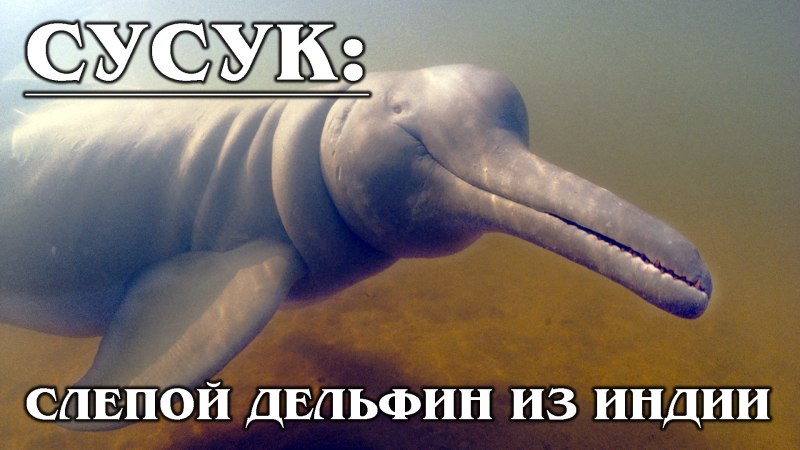 Гангский Дельфин Сусук