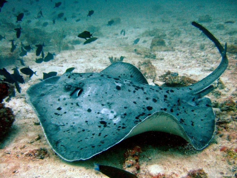 Скат хвостокол черное море