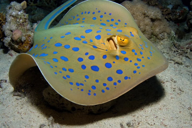 Скат хвостокол красное море