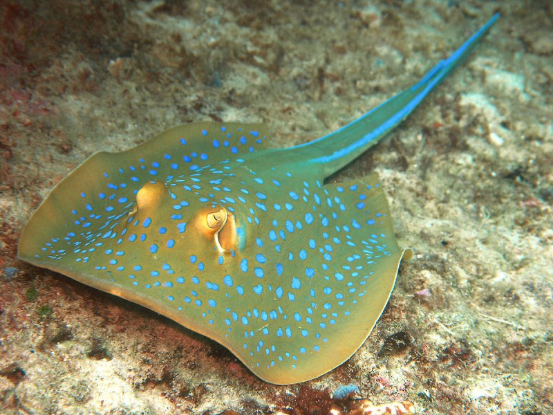 Скат хвостокол черное море