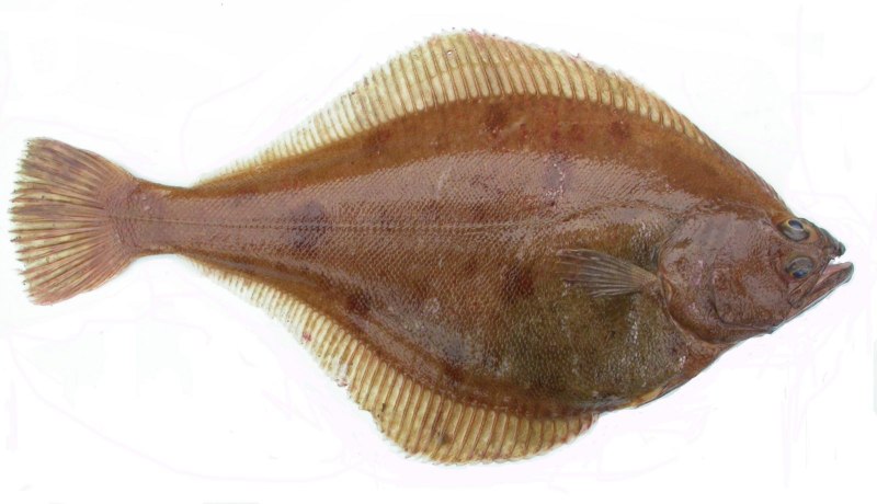 Морская камбала мальки