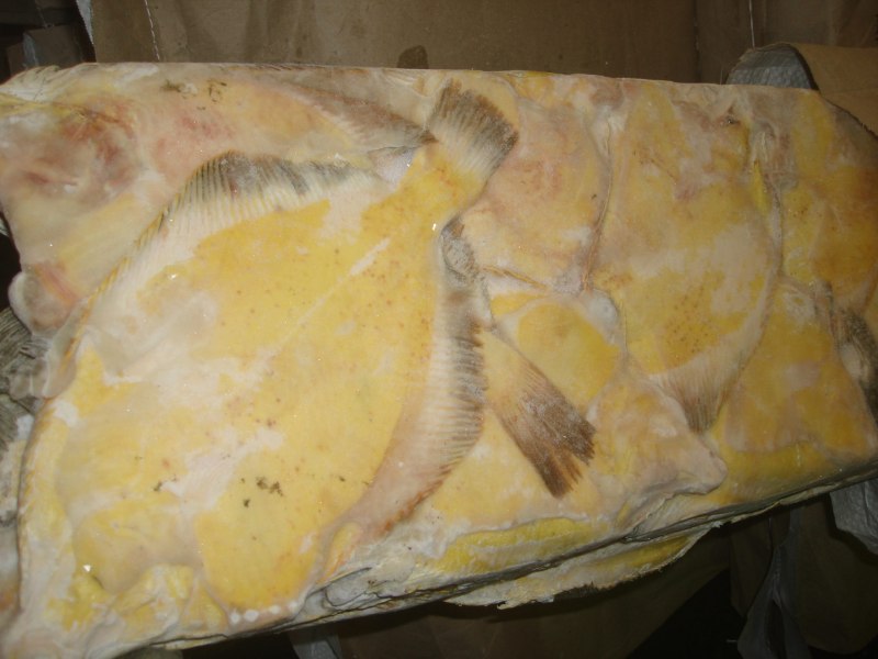 Морская камбала мальки