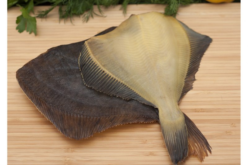 Камбала Северного моря
