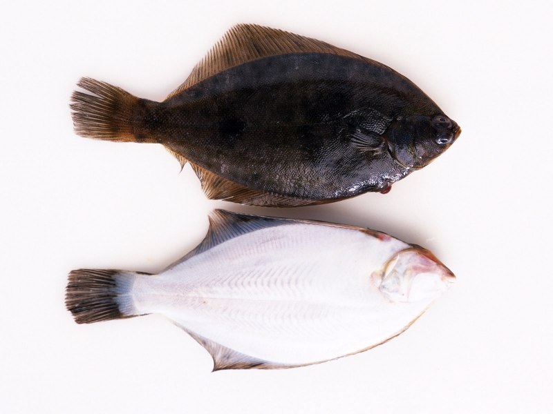 Морская камбала