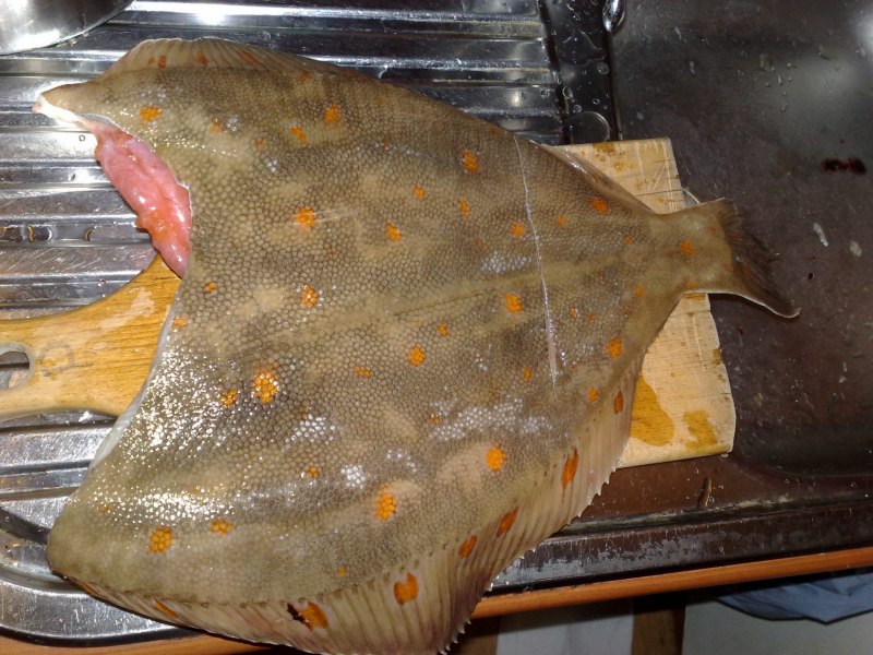 Морская рыба камбала