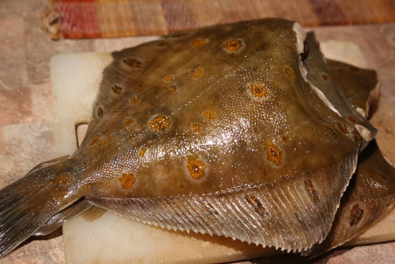 Морской язык и камбала отличие